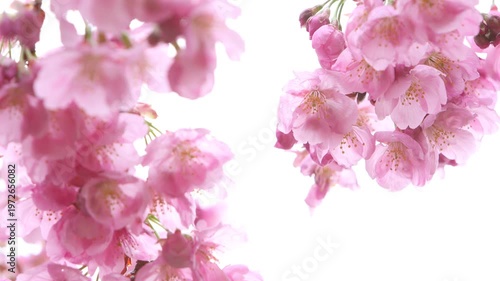 風に揺れるピンクの陽光桜のクローズアップ　白背景