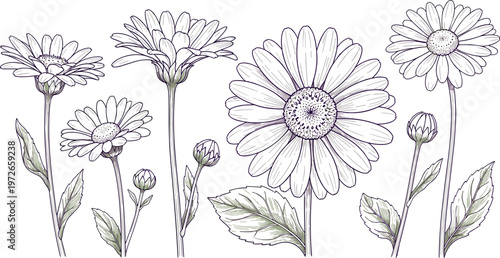 Daisy flower botanical illustration set with detailed petals leaves and stems elegant floral collection for nature themed design projects