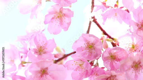 風に揺れるピンクの陽光桜のクローズアップ　空背景
