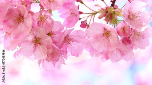 風に揺れるピンクの陽光桜のクローズアップ　空背景