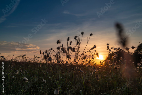 Golden sunset paints the sky as wildflowers dance gently in the evening breeze over a tranquil meadow