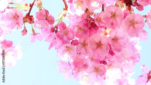 風に揺れるピンクの陽光桜のクローズアップ　空背景