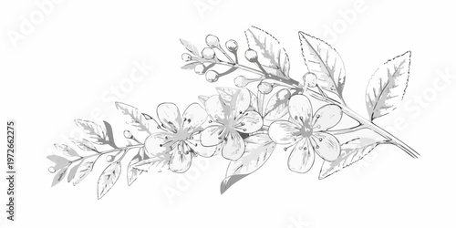 Delicate black and white illustration of blossoming cherry branches