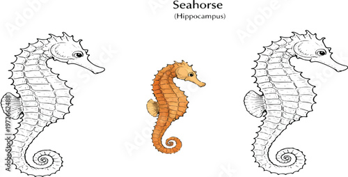 jellyfish, Scyphozoa, marine animal, sea jelly, ocean creature, jellyfish illustration, jellyfish anatomy, underwater wildlife, marine biology diagram, ocean life, tentacle sea animal, bioluminescent 