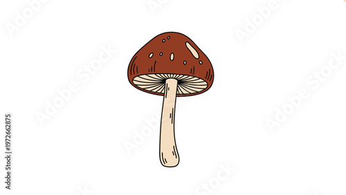 Detailed illustration of a wild brown mushroom with a rounded cap and a slender cream-colored stalk shown against a pure white background.
