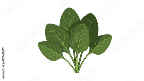 Healthy bunch of vibrant green spinach leaves with long stalks is shown in a detailed flat design illustration for nutrition concepts.
