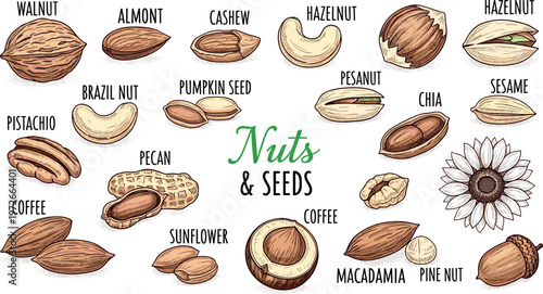 Hand drawn nuts and seeds collection with labels including walnut almond cashew hazelnut peanut sunflower chia sesame illustration set
