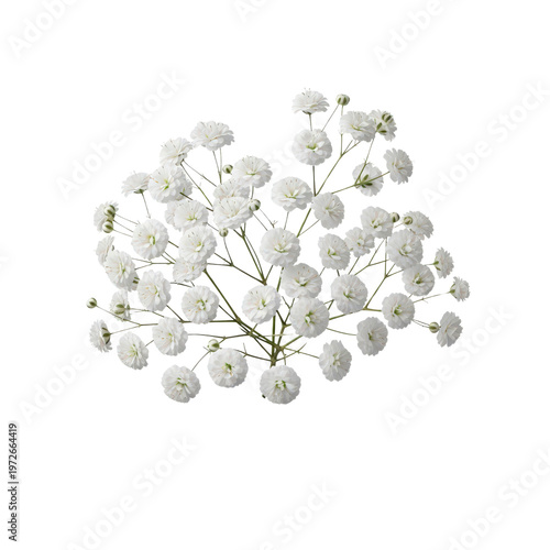 White gypsophila flowers on transparent background
