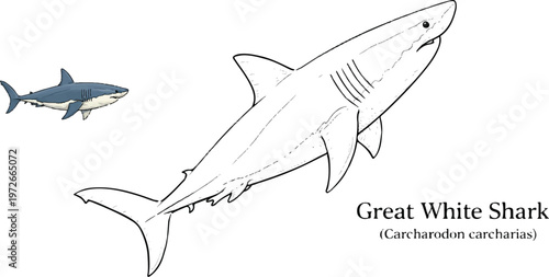 A shark is a powerful marine fish known for its streamlined body, sharp teeth, and role as a top ocean predator.