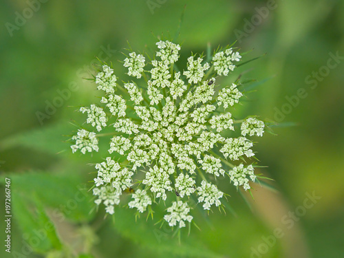  closeup of the white flower umbel of a wild carrot plant - Daucus carota 