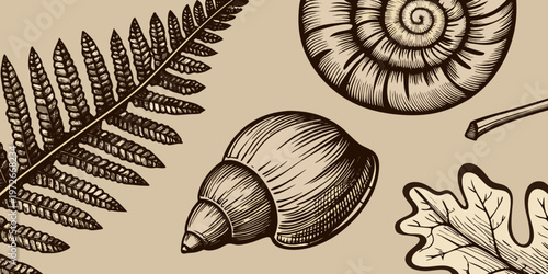 Vintage botanical illustration featuring ferns seashells and oak leaves