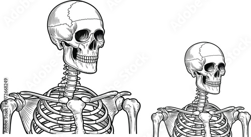 Human skeleton illustrations, skull and ribcage drawings, anatomy icons, medical vector graphics