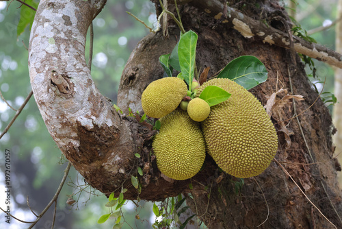 Jackfruit growing on tree in village garden.this photo was taken from Bangladesh.