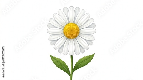Close-Up Photo of Fresh Daisies with Green Leaves on White Background