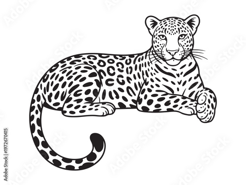 Vector illustration design of a leopard lying down detailed black and white wildlife drawing isolated on white background