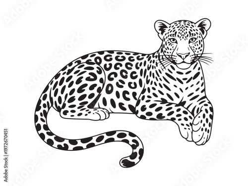 Vector illustration design of a leopard lying down detailed black and white wildlife drawing isolated on white background
