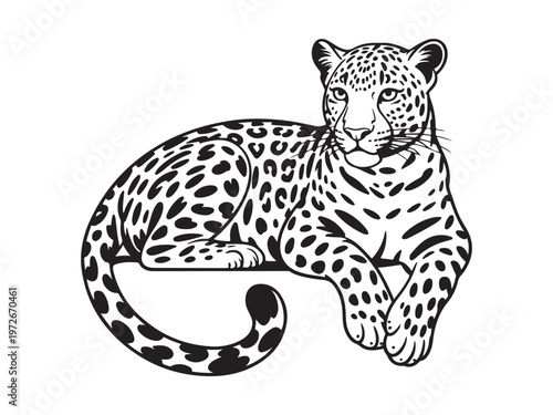 Vector illustration design of a leopard lying down detailed black and white wildlife drawing isolated on white background