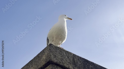 Two shots of a seagull Larus sp perched on granite citadel walls in Brittany France, low angle and close up views showing coastal bird behavior in historic maritime setting