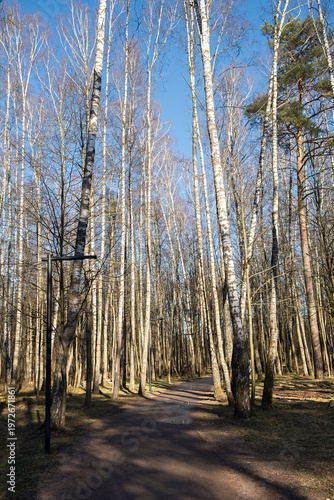 Spring forest with tall trees. The bright sun illuminates the trunks. The concept of awakening nature, warm days. A weekend walk among a deserted park, a forest without people. Authentic background
