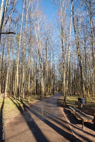 Spring forest with tall trees. The bright sun illuminates the trunks. The concept of awakening nature, warm days. A weekend walk among a deserted park, a forest without people. Authentic background