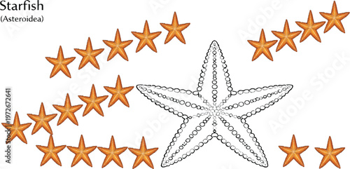 A starfish is a marine animal with a star-shaped body and typically five arms, known for its ability to regenerate limbs and its slow movement across the ocean floor.