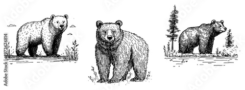 Grizzly bears in various poses and nature settings in sketch style