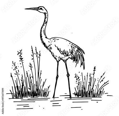 Heron bird standing in wetland water among reeds in hand drawn sketch style