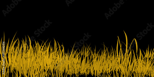 Golden grass field isolated white background. Golden-brown grass blades against a stark black background, varying in height and density, creating a natural, horizontal. 
