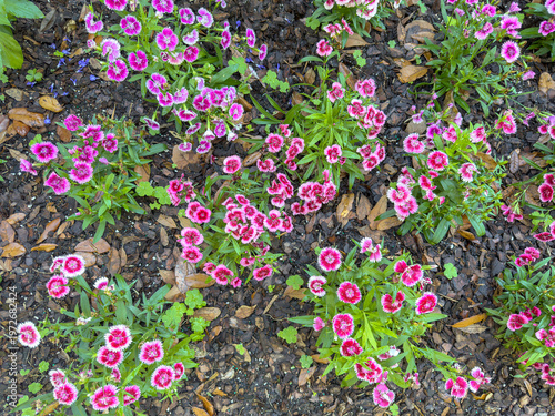 Clusters of sweet William (binomial name: Dianthus barbatus) used as an ornamental border in a shade garden on a spring day in central Florida. Horticultural background or element.