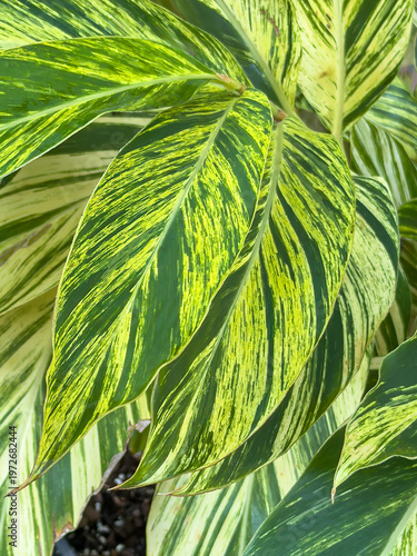 Variegated leaves of shell ginger (binomial name: Alpinia zerumbet ‘Variegata’), also known as variegated ginger, native to eastern Asia, in an ornamental garden. Tropical accent plant.