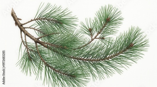 Close-Up Photo of Pine Tree Branch with Green Needles and Brown Bark