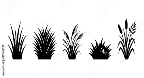 Black grass silhouette set, wild meadow plants and marsh reeds vector icons, 5 botanical grass elements for landscape design and nature borders