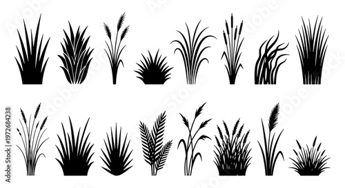 Black grass silhouette collection, 16 marsh reed and meadow plant vector icons, botanical swamp vegetation set for landscape design