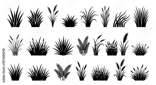 Black grass silhouettes set, botanical meadow plant collection with 21 vector elements, wild reed and cattail tufts for landscape design