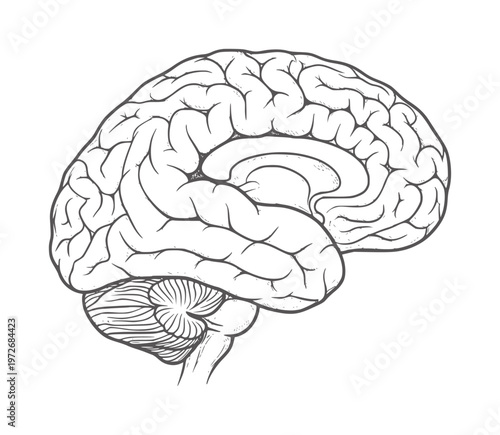 Black and white line of a human brain sagittal view anatomy science medical