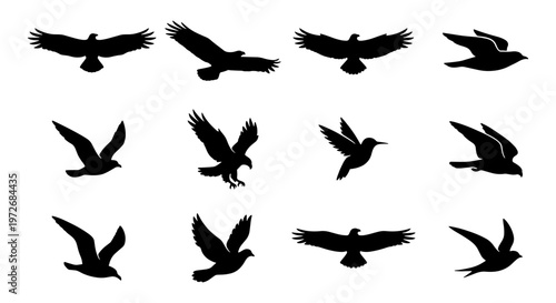 Black bird silhouettes set, flying eagle and hawk icons, 12 vector bird shapes in flight, predatory birds and hummingbird silhouettes on white