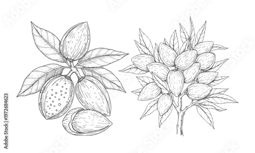 Hand drawn almond branches with nuts and leaves tree