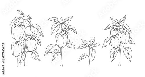 Hand drawn bell peppers plant stems with leaves