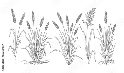 Hand Drawn Botanical of Various Grass Species plant nature field