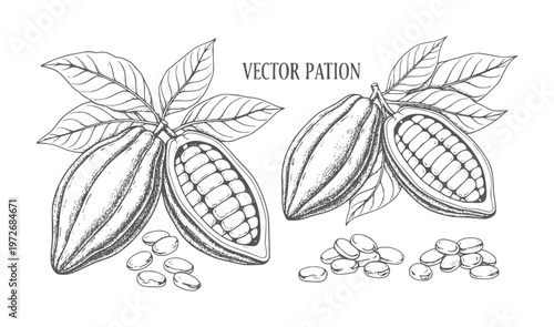 Hand drawn cocoa pods and beans with leaves in monochrome cacao leaf