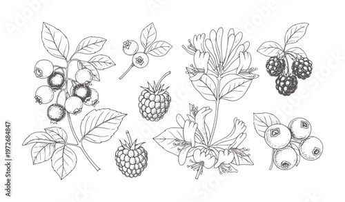 Hand drawn of blueberries raspberries and honeysuckle flowers blueberry raspberry