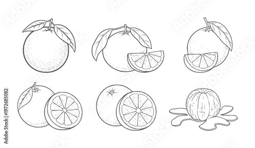 Six black and white line of oranges in various stages of preparation fruit citrus