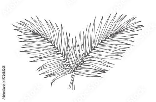 Two overlapping palm fronds in a line style leaf plant tropical