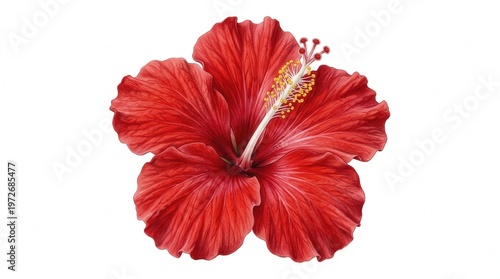 Close-Up Photo of Vibrant Red Hibiscus Flower with Detailed Petals and Stamen