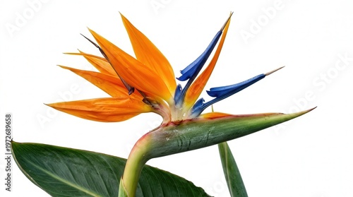Vibrant Bird of Paradise Flower Photo with Bright Orange and Blue Petals