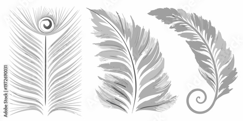 Elegant peacock feathers and quill pens in grayscale illustration