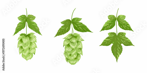 Three green hop flowers hanging displaying distinct stages of growth