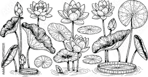 Delicate Lotus Flowers and Lily Pads in Detailed Botanical Illustration Style