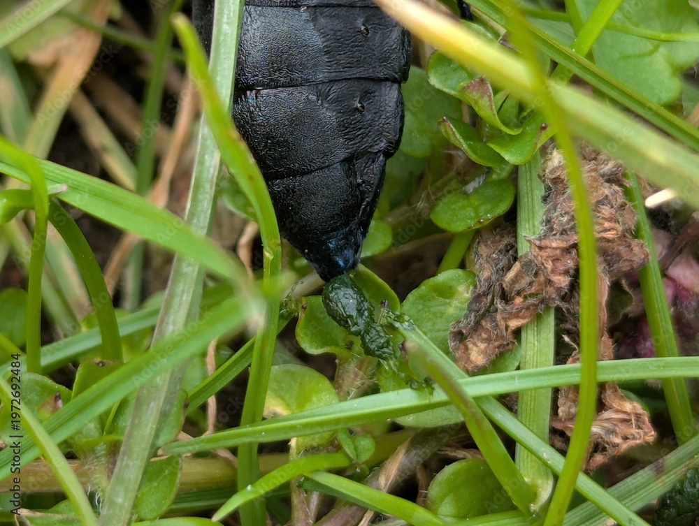 Obraz premium Black Oil Beetle (Meloe proscarabaeus) secreting toxic hemolymph as a defense mechanism, Denmark