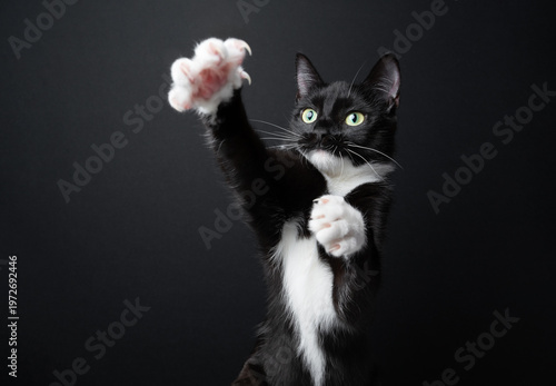 A tuxedo cat raises its paw with its claws extended. Studio photo against a black background with copy space